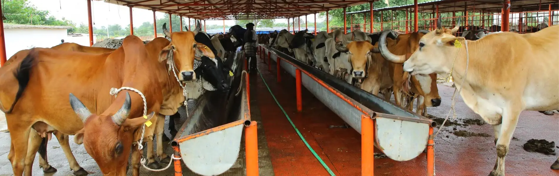 Gau seva campaign banner
